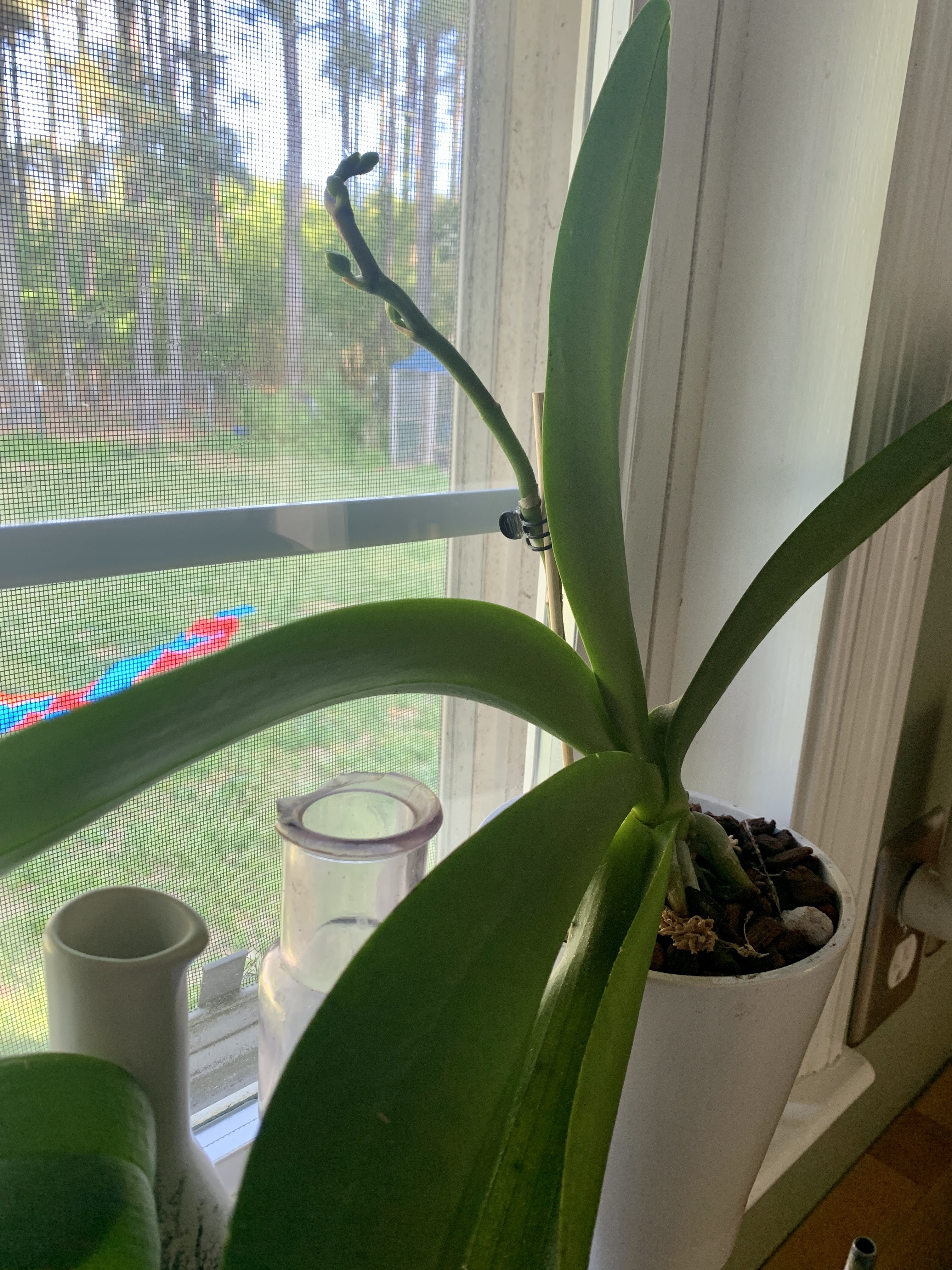 orchids